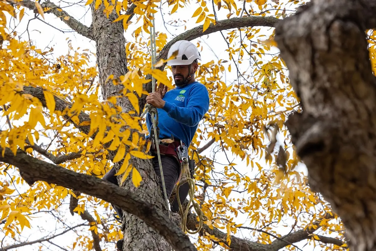 Skilled Tree Pruning crew working in Utica