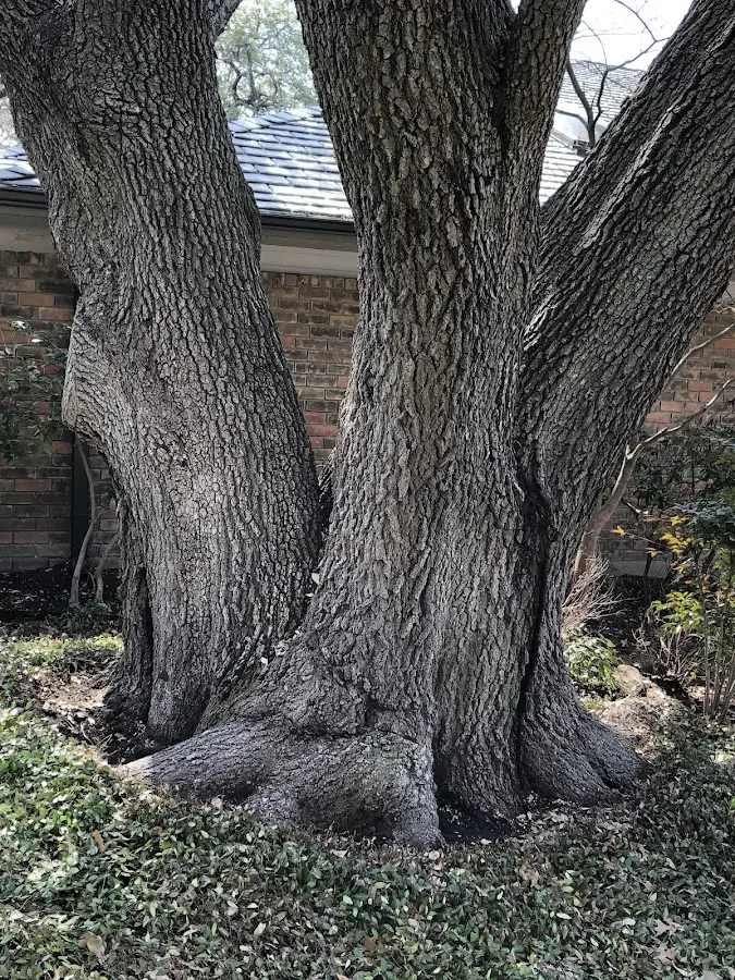 Mature heritage tree close to a Utica property cared for by certified arborists